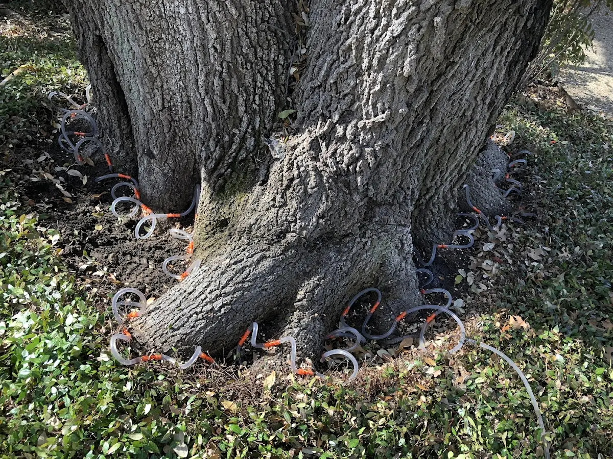 Detailed Tree Cabling and Bracing job site in Bryan