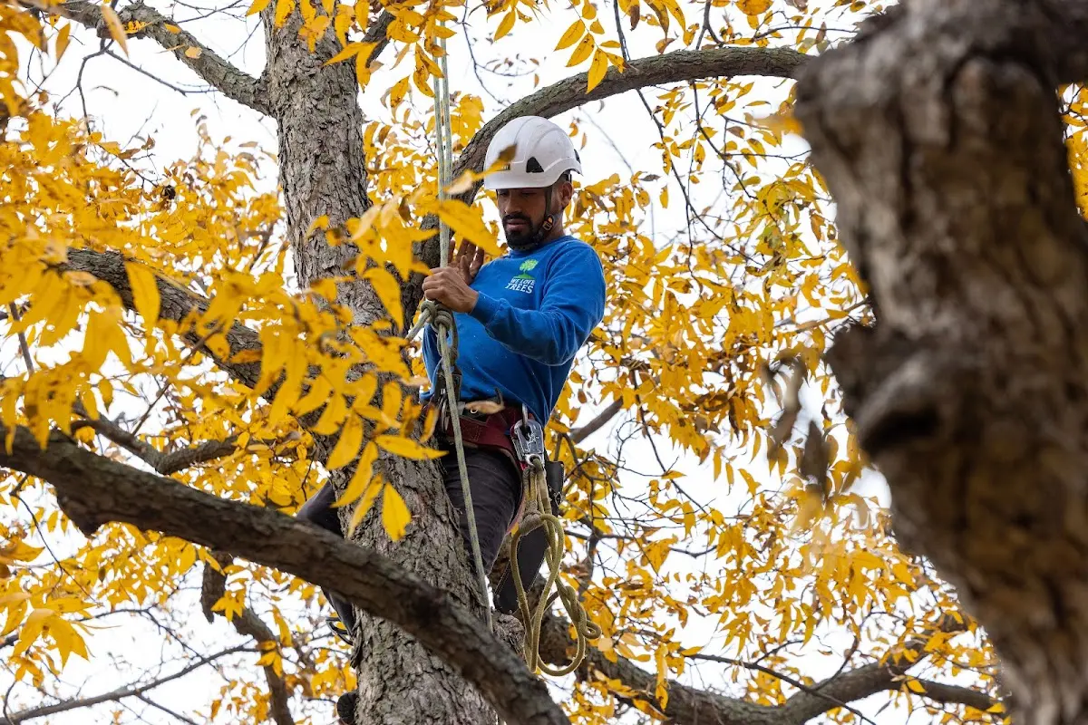 Skilled Tree Pruning crew working in Bryan